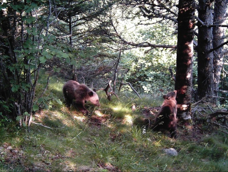 Dos cadells localitzats al Pirineu al 2010 buscant menjar als arbres d'un bosc. D.G. MEDI NATURAL