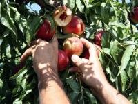 Nectarines danyades per la pedra de dilluns, ahir en un camp de Seròs (Segrià). EDUARD GARCIA (ACN)