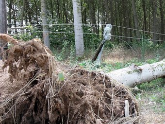 Imatge d'un arbre arrencat de soca-rel a Riudarenes per l'efecte de la tempesta de dilluns a La Selva. ACN / LAURA QUINTANA