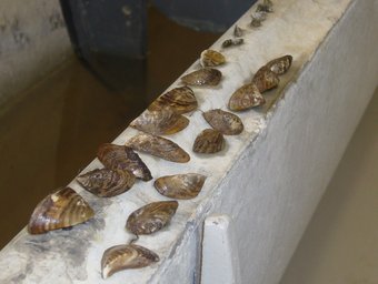 Exemplars de musclo zebrat de diferents mides al laboratori dedicat a l'estudi d'aquesta espècie que té Endesa a Riba-roja d'Ebre. L.M