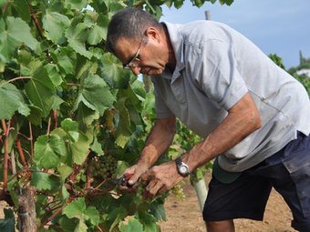 Un treballador del celler Alta Alella comença la verema de les vinyes de la DO Alella aquesta setmana. A.A