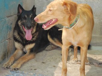 Dos gossos de la protectora.  SPAG