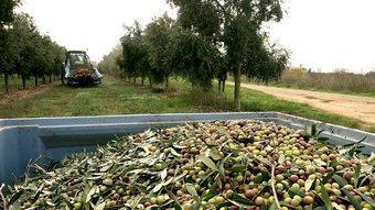 Recollida d'olives als camps de conreu d'oliveres de Torroella de Fluvià.  MANEL LLADÓ