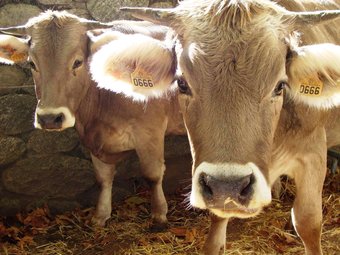 La XXVI edició de la fira del bestiar omplirà demà de bestiar el passeig de la Margarideta.  OT VALL DE RIBES