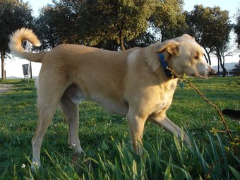 Al parc Catalunya de Sabadell, els gossos també poden anar deslligats. EL PUNT