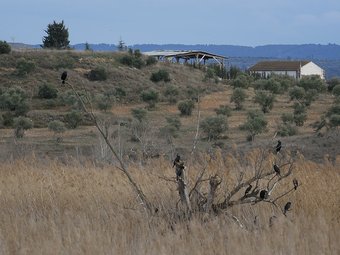 En les zones del Segarra-Garrigues declarades ZEPA per a la protecció d'aus, es restringiran els regs, però els afectats rebran compensacions. ARXIU
