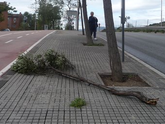 Un arbre a terra, a tocar d'una parada d'autobús de Bufalà, ahir al matí a Badalona. J.G.N