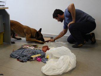 Un agent amb un gos policia en un dels pisos registrats durant l'operació
