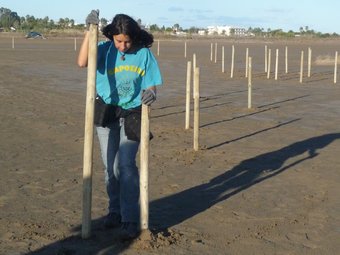 Una voluntària instal·lant les estaques a la platja dels Eucaliptus ahir la tarda. R. ROYO