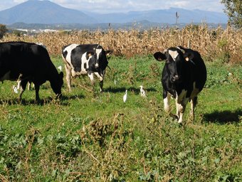Les vaques pasturen en total llibertat a la granja, que no utilitza pesticides ni herbicides en els seus camps. N.F