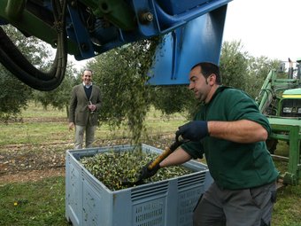La recollida de l'oliva, amb Santolaya al fons. JOAN SABATER
