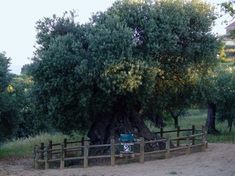 Lo Parot, una olivera mil·lenària situada als afores d'Horta de Sant Joan. EL PUNT