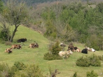 Vaques pasturant a les muntanyes del Pirineu gironí, en una imatge d'arxiu. EL PUNT