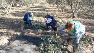 Els llauradors ocasionals aprofiten qualsevol moment per recollir les olives. ROSELLA C. SANZ