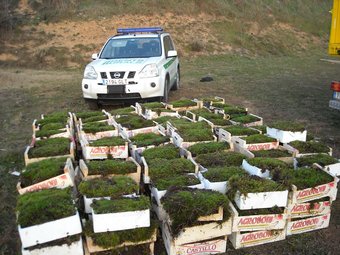 La intervenció de 165 caixes de molsa que els Agents Rurals van comissar al Montnegre a mitjans de desembre. EL PUNT