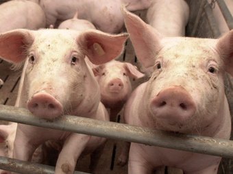 El porc, com a organisme mimètic de l'espècie humana, és utilitzat cada cop més en la investigació mèdica. ARXIU