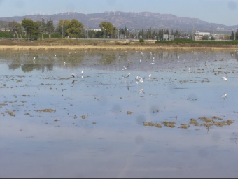 La inundació dels arrossars fa incrementar la presència d'aus al Delta. L.M