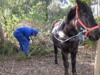 Josep Homs i el cavall de raça asturcona Ainat netejant un bosc a Cassà de la Selva. J.N