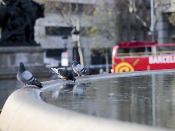 Tres coloms pujats a la tanca de la font de la plaça de Catalunya de Barcelona, amb la superfície superior de l'aigua glaçada pel fred, ahir la matí ROBERT RAMOS