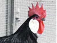 El concurs promou la millora de la raça Gallina de Menorca.  SORTIM