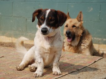 Uns gossos abandonats en un dels box de la Societat Protectora d'Animals de Mataró SPAM