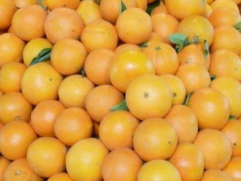 A Xerta, cada any es produeixen més de quatre milions de quilos de taronja.  MIREIA VILLAMAYOR
