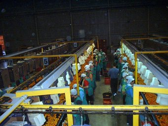 La Cooperativa San Alfonso , a Ulldecona ofereix feina a quatre persones. EL PUNT