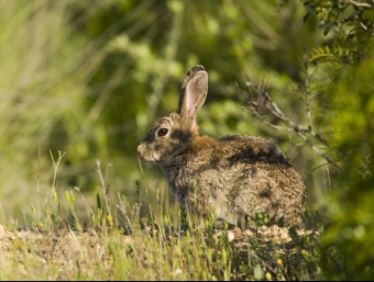 La comarca de l'Alt Camp és una de les més afectades per la plaga dels conills. J.C.LEÓN