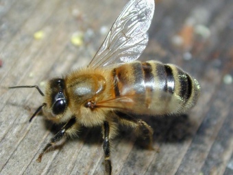 El poble està lligat des d'antic a l'apicultura. SORTIM