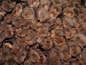 Un grup de ratpenats de l'espècie miniopterus presa a les mines de Can Palomeres de Malgrat. EL PUNT