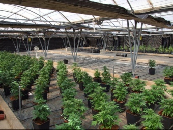 Les plantacions de marihuana desmantellades a Bellvei. ACN