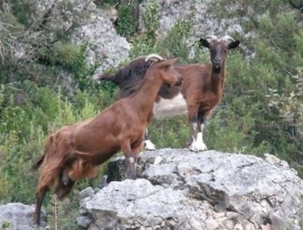 Cabres asilvestrades a un paratge del Pirineu. EL PUNT AVUI