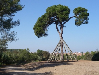 El Pi d'en Xandri és el símbol més conegut de l'àmbit de la Torre Negra. C.A.F