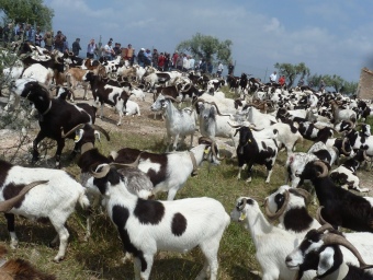 Els ramats van arribar ahir a Rasquera amb motiu de la fira. P.CANALDA