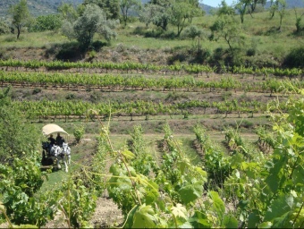 Les passejades amb carro per les vinyes, és una iniciativa pionera a la comarca EL PUNT