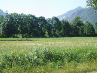 Un prat a Esterri d'Àneu, a la comarca del Pallars Jussà. El retrocés de la ramaderia fa avançar les zones forestals. JOAN RUEDA