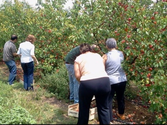 Padrins collint fruita, en un dels camps situats en les 50 hectàrees de l'empresa de Puigbert, on hi creixen més de 50.000 arbres fruiters. EL PUNT