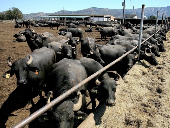 Algunes de les búfales que hi ha a la granja de Palau-saverdera. MANEL LLADÓ