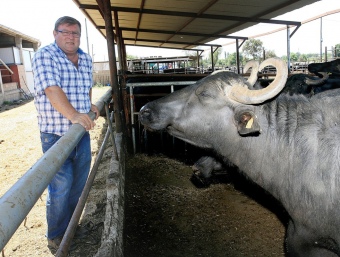 Lluís Mont, ahir al matí davant d'una búfala, en l'explotació de Palau-Saverdera. MANEL LLADÓ
