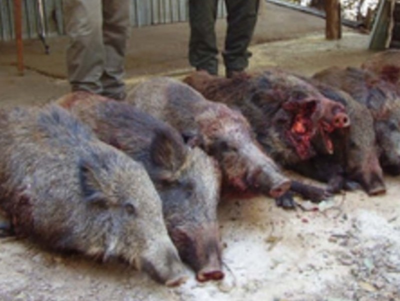 Exemplars de porc senglar abatuts per caçadors, en una imatge d'arxiu. DAVID BRUGUÉ