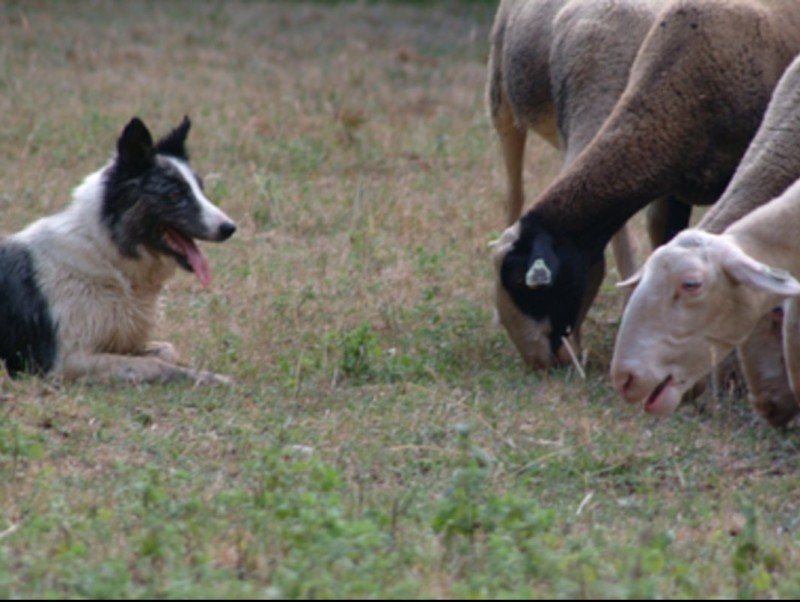 Un gos vigilant les ovelles que pasturen ben aprop d'ell. M. G