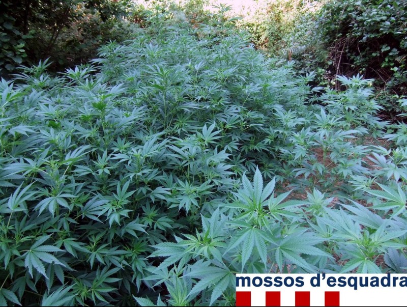 Els Mossos han detingut quatre homes relacionats amb la plantació, que tenia uns dos o tres mesos d'antiguitat CME