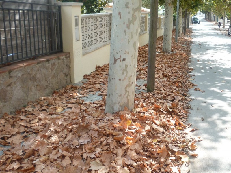 Una catifa de fulles seques que han caigut a terra per la plaga de paràsits que afecten els plàtans que hi ha a un dels carrers d'Argentona LL.M