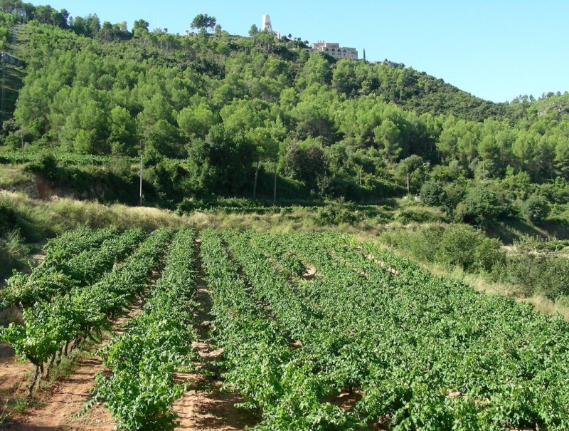 Vinyes de Subirats i al fons el castell del nucli documentat de l'any 917 AJUNTAMENT DE SUBIRATS