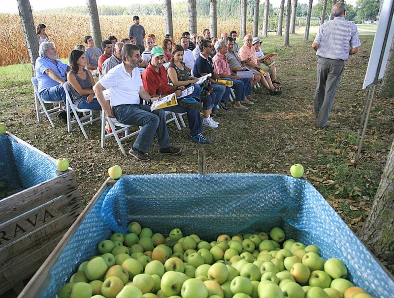 Exposició sobre les solucions a les lesions de la poma, a càrrec de Pere Vilardell de l'IRTA Mas Badia. MANEL LLADÓ