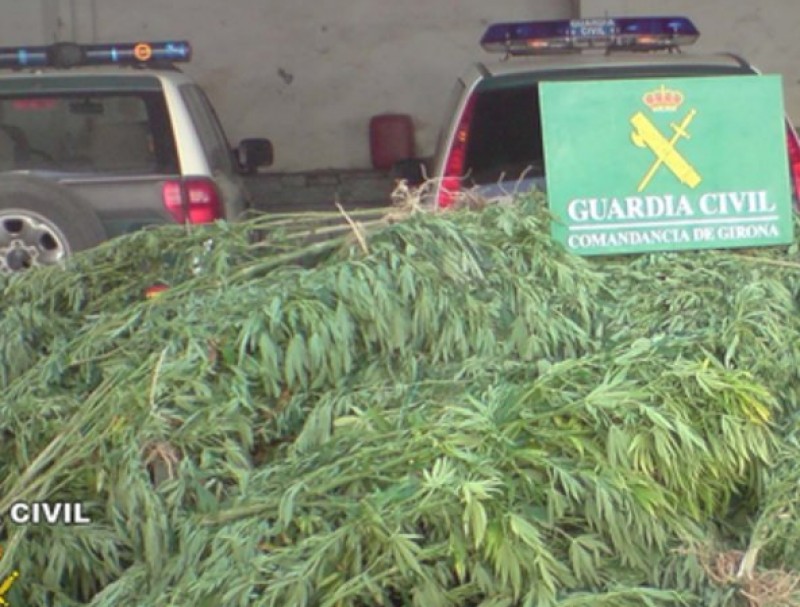 Els 340 quilos de cànnabis que la Guàrdia Civil va localitzar en un mas de Cistella EL PUNT-AVUI