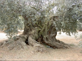 Imatge d'arxiu d'una olivera mil·lenària. EL PUNT AVUI