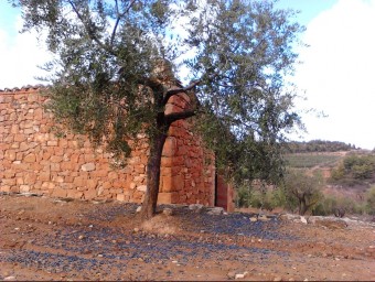Olives per terra , que ja no es poden collir, a la Ribera d'Ebre. UP