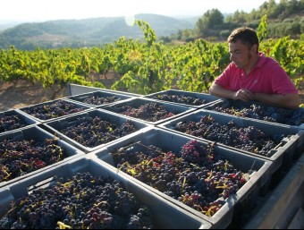 Josep M. Anguera, creador del Mans de Samsó, a les vinyes d'on neix el vi més valorat.  XAVI VAQUÉ