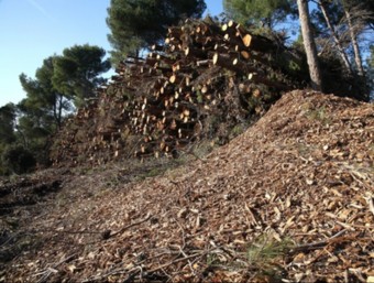 Una mostra de la biomassa acumulada al parc de Collserola AJUNTAMENT DE MOLINS DE REI